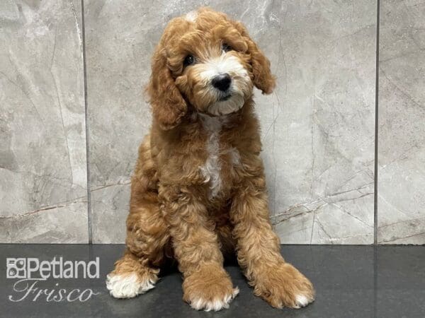 Poodle DOG Female Red and White 28095 Petland Frisco, Texas