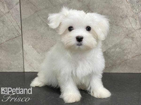 Maltese-DOG-Male-White-28076-Petland Frisco, Texas