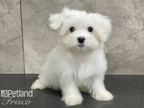 Maltese DOG Male White 28076 Petland Frisco, Texas