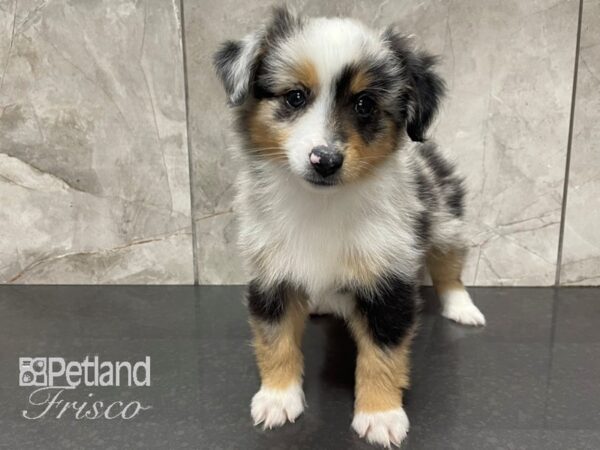 Miniature Australian Shepherd-DOG-Male-Blue Merle-28088-Petland Frisco & Mckinney, Texas