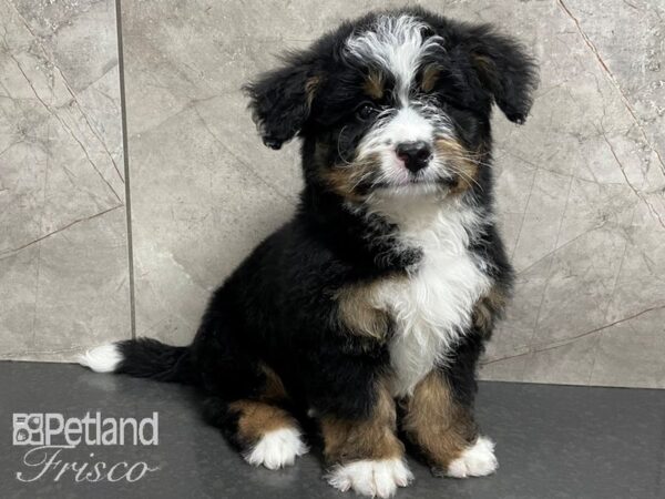 Bernadoodle DOG Male Tri 28092 Petland Frisco, Texas