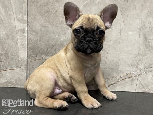 French Bulldog DOG Male Sable and Blue 28079 Petland Frisco, Texas