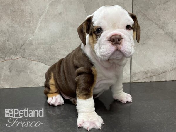 English Bulldog-DOG-Male-Chocolate Tan and White-28094-Petland Frisco, Texas