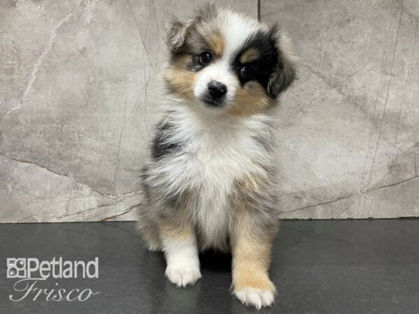 Miniature Australian Shepherd-DOG-Male-Blue Merle-28090-Petland Frisco & Mckinney, Texas