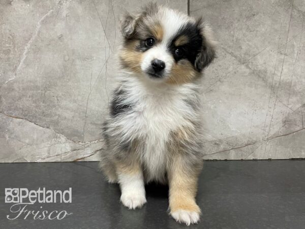 Miniature Australian Shepherd DOG Male Blue Merle 28090 Petland Frisco, Texas