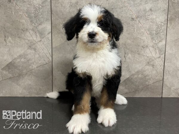 Bernadoodle-DOG-Male-Tri-28091-Petland Frisco & Mckinney, Texas