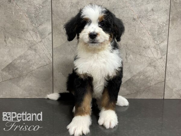 Bernadoodle-DOG-Male-Tri-28091-Petland Frisco, Texas