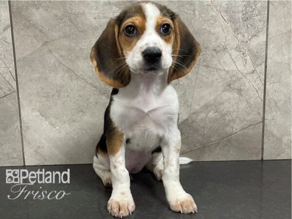 Beagle-DOG-Female-Black White and Tan-28083-Petland Frisco, Texas