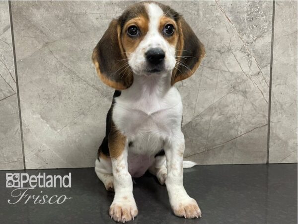 Beagle DOG Female Black White and Tan 28083 Petland Frisco, Texas