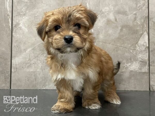 Morkie-DOG-Female--28139-Petland Frisco, Texas