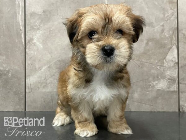 Morkie-DOG-Male--28138-Petland Frisco & Mckinney, Texas