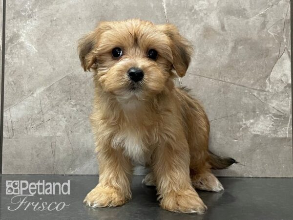 Morkie-DOG-Male--28137-Petland Frisco, Texas