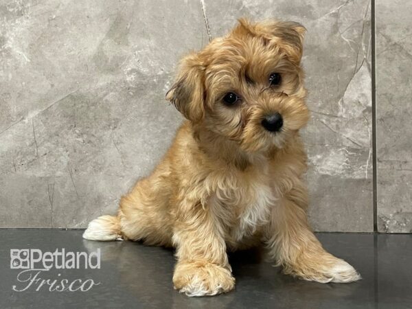 Morkie DOG Female 28136 Petland Frisco, Texas