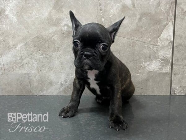 French Bulldog DOG Female Black Brindle 28135 Petland Frisco, Texas