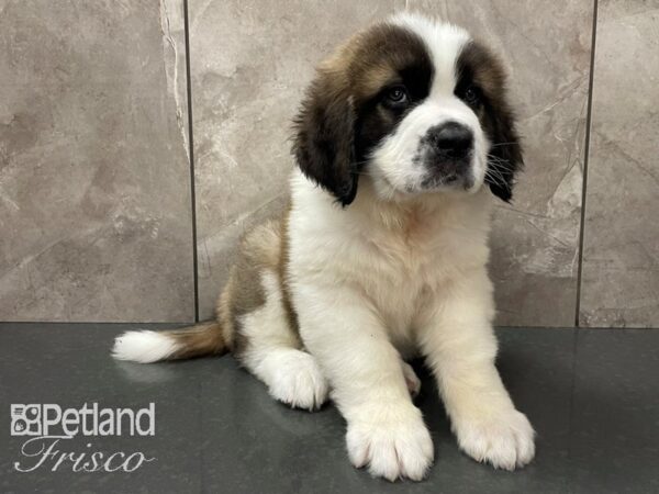 Saint Bernard DOG Male Mahogany & White 28133 Petland Frisco, Texas