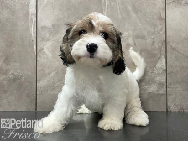 Cavachon DOG Male White & Sable 28130 Petland Frisco, Texas