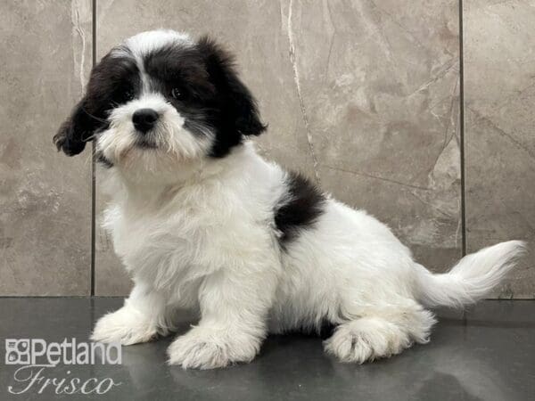 Teddy Bear-DOG-Male-White & Black-28129-Petland Frisco, Texas