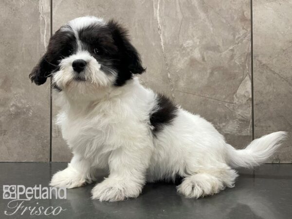 Teddy Bear DOG Male White & Black 28129 Petland Frisco, Texas