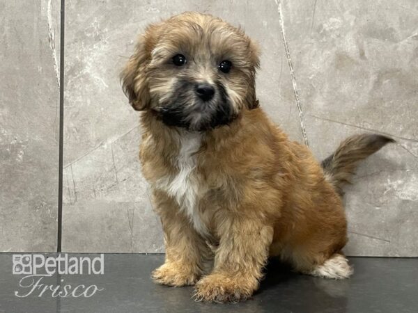 Shipoo-DOG-Male-Sable-28128-Petland Frisco & Mckinney, Texas