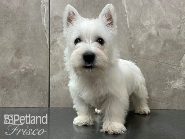 West Highland White Terrier-DOG-Male-White-28127-Petland Frisco, Texas