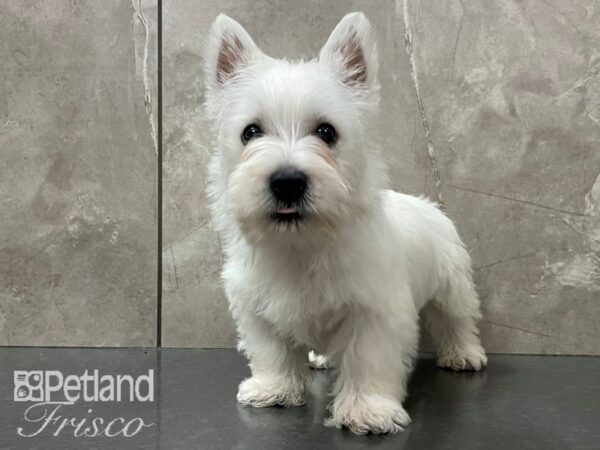 West Highland White Terrier DOG Male White 28127 Petland Frisco, Texas