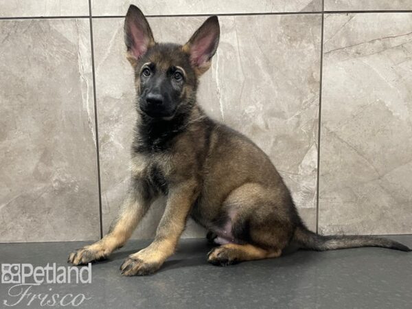 German Shepherd DOG Male Sable 28123 Petland Frisco, Texas