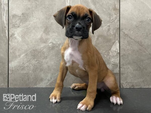 Boxer DOG Female Fawn 28122 Petland Frisco, Texas