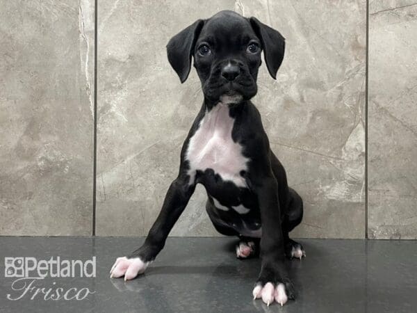 Boxer-DOG-Female-Black-28121-Petland Frisco, Texas