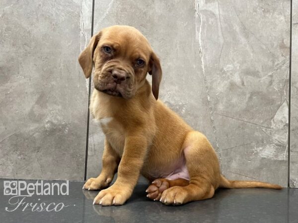 Dogue de Bordeaux DOG Male Red 28119 Petland Frisco, Texas