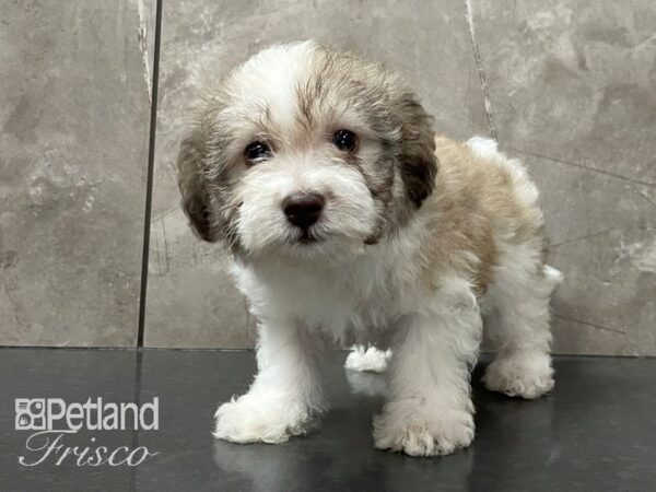 Havanese DOG Female White and Brown 28117 Petland Frisco, Texas