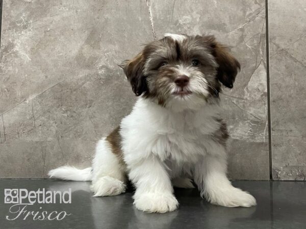 Havanese DOG Male White and Chocolate 28115 Petland Frisco, Texas