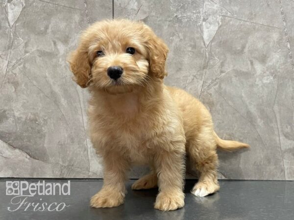 F1B Goldendoodle DOG Female Cream 28114 Petland Frisco, Texas