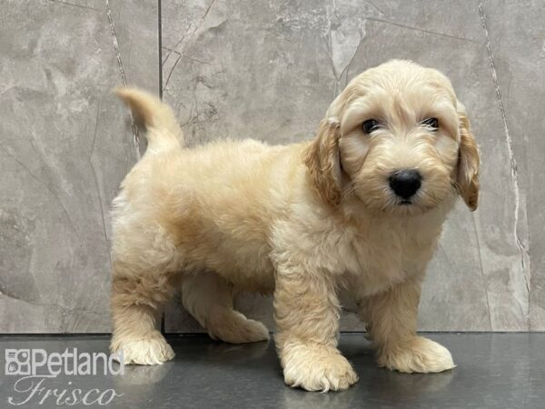 F1B Goldendoodle DOG Female Cream 28113 Petland Frisco, Texas