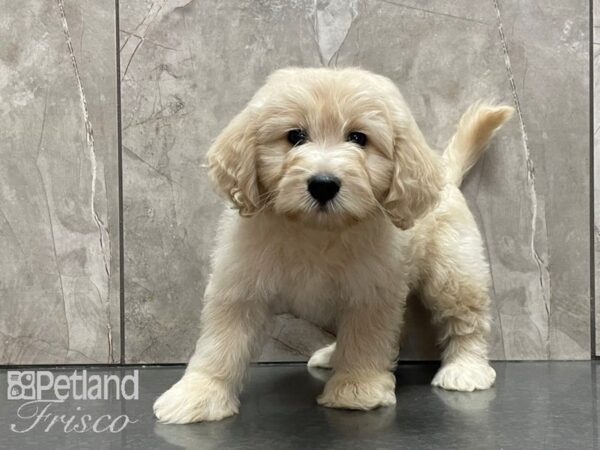 F1B Goldendoodle-DOG-Female-Cream-28112-Petland Frisco, Texas