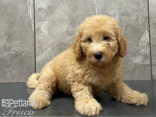 F1B Goldendoodle DOG Male Red 28111 Petland Frisco, Texas