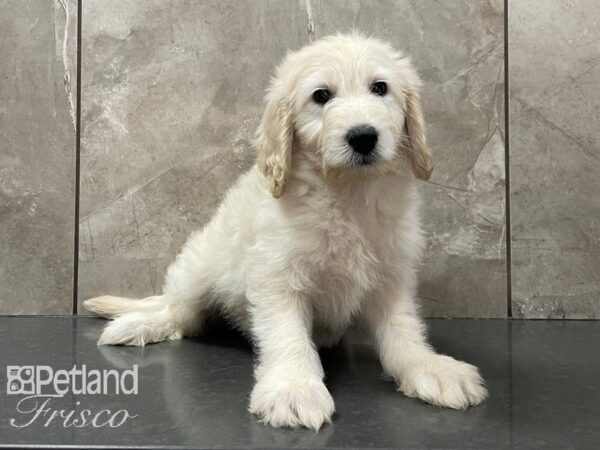 F1B Goldendoodle DOG Male Cream 28110 Petland Frisco, Texas