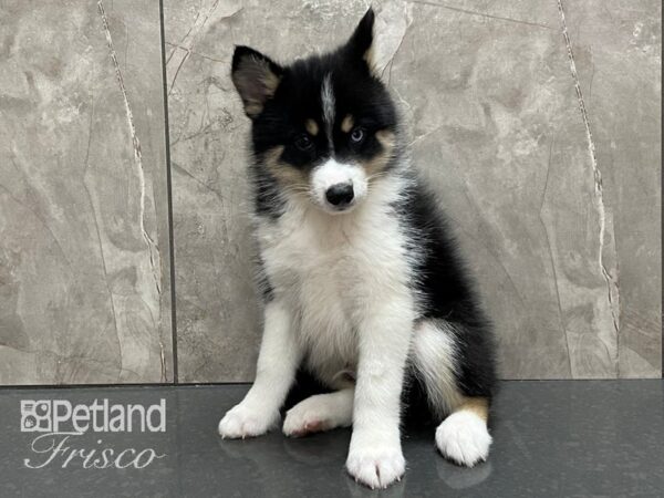 Pomsky DOG Male Black and Tan 28109 Petland Frisco, Texas