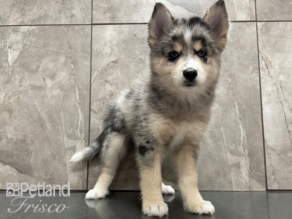 Pomsky DOG Male Merle Tri 28108 Petland Frisco, Texas