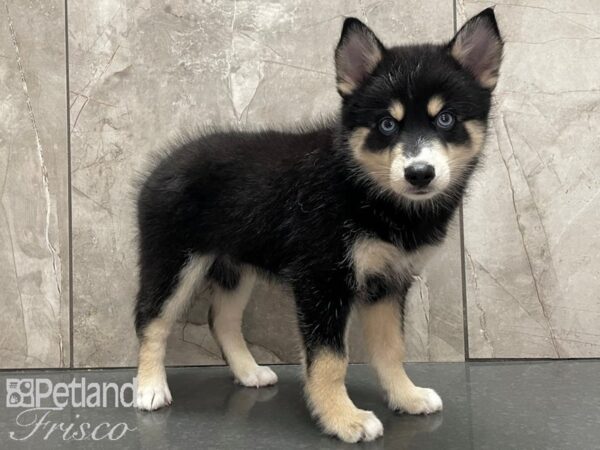 Pomsky DOG Male Black and Tan 28107 Petland Frisco, Texas