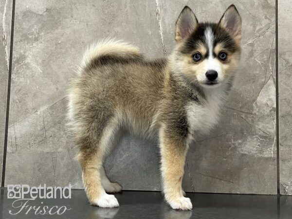 Pomsky DOG Female Tri 28106 Petland Frisco, Texas