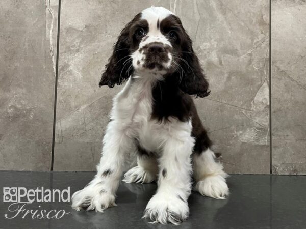 Cocker Spaniel DOG Male Choc Parti 28105 Petland Frisco, Texas