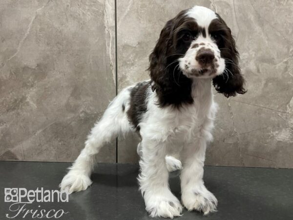 Cocker Spaniel DOG Male Choc Parti 28104 Petland Frisco, Texas