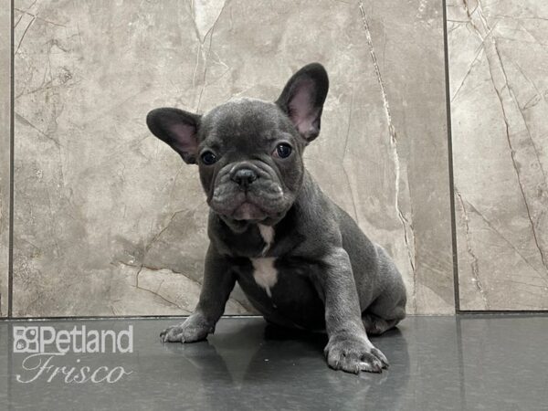French Bulldog-DOG-Male-Blue-28103-Petland Frisco & Mckinney, Texas