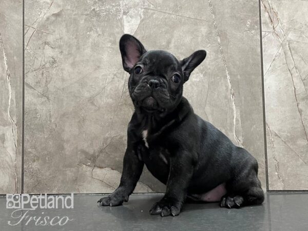 French Bulldog-DOG-Female-Blk Brdl-28102-Petland Frisco & Mckinney, Texas