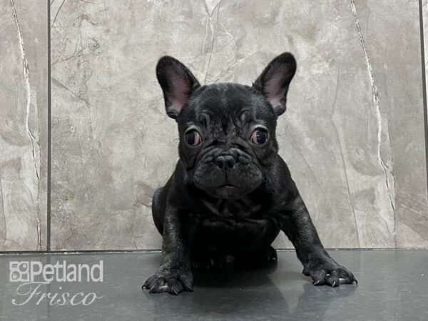 French Bulldog-DOG-Male-Blk Brdl-28101-Petland Frisco & Mckinney, Texas