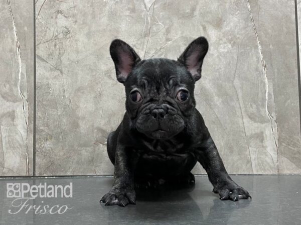 French Bulldog DOG Male Blk Brdl 28101 Petland Frisco, Texas