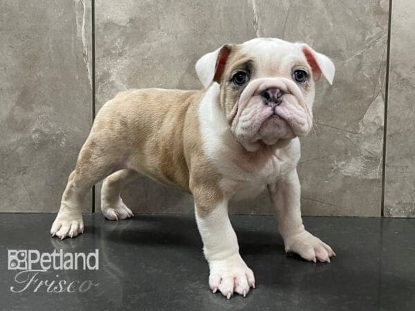 English Bulldog DOG Female Tan & White 28161 Petland Frisco, Texas
