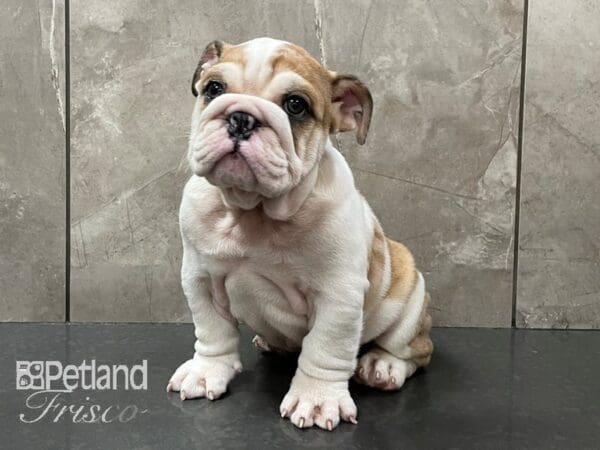 English Bulldog DOG Male Tan & White 28160 Petland Frisco, Texas