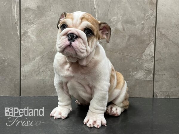 English Bulldog-DOG-Male-Tan & White-28160-Petland Frisco, Texas