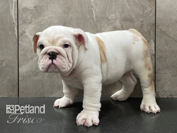 English Bulldog DOG Male Tan & White 28159 Petland Frisco, Texas